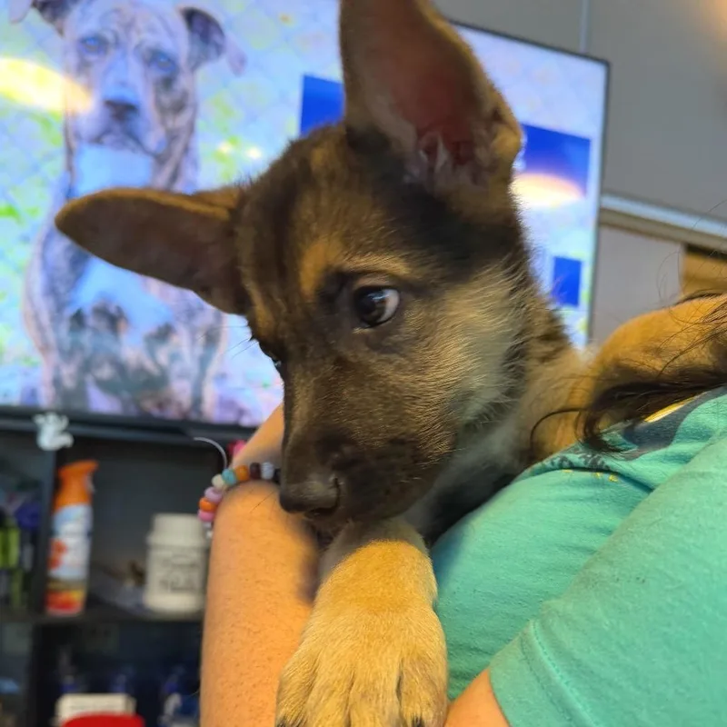 A baby small-sized male Sable German Shepherd Dog dog named Parker for adoption in Newark, DE