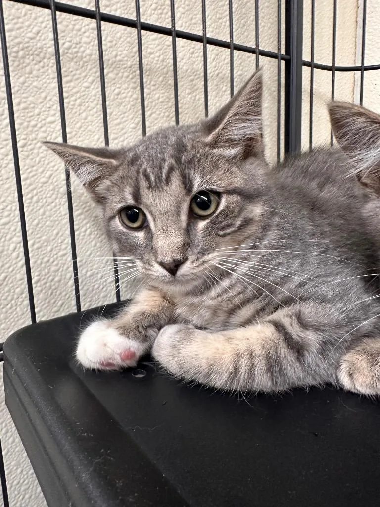A baby small-sized female American Shorthair cat named Luna Lovegood for adoption in Sidney, NY