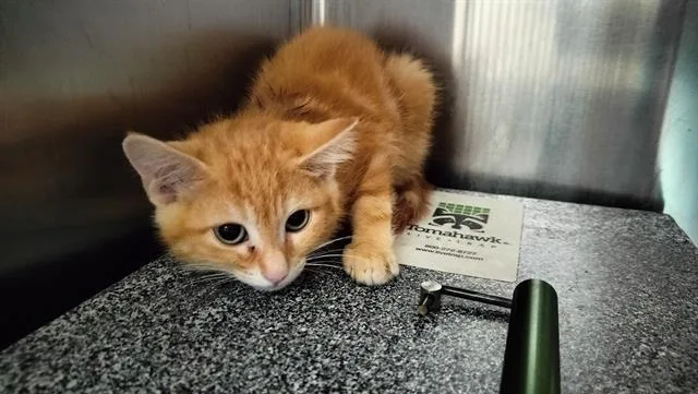 A baby small-sized male Domestic Short Hair cat named Blueberry for adoption in Pueblo, CO