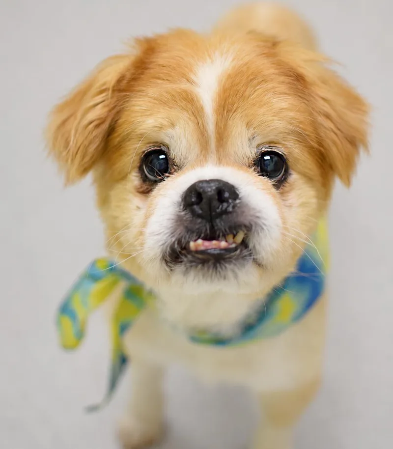 A senior small-sized male Apricot / Beige Japanese Chin dog named Princeton for adoption in Pontiac, MI