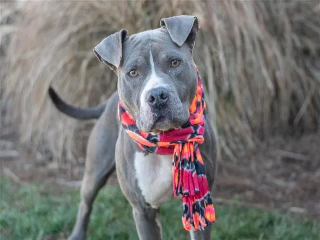 An adult large-sized female American Staffordshire Terrier dog named Serena for adoption in York, SC