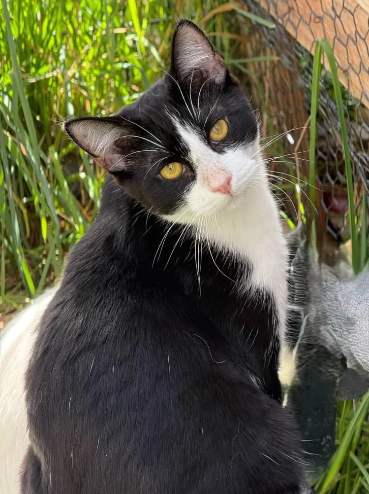A young medium-sized male Domestic Short Hair cat named Bakey for adoption in Colorado Springs, CO