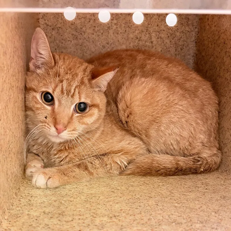 An adult medium-sized male Orange / Red Domestic Short Hair cat named Tallo for adoption in Philadelphia, PA