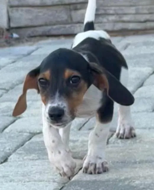 A baby small-sized male Basset Hound dog named Milton for adoption in Grand Bay, AL
