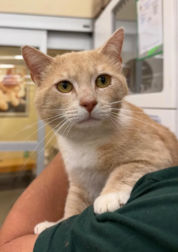 Creamsicle thumbnail 2