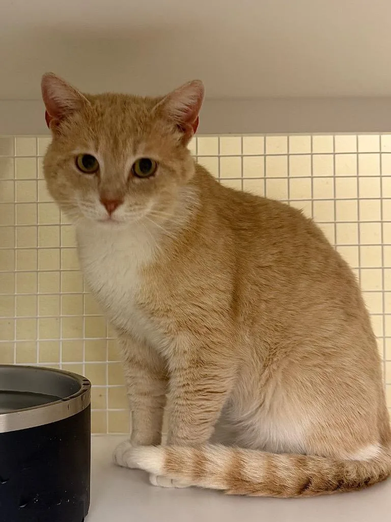 Creamsicle thumbnail 3