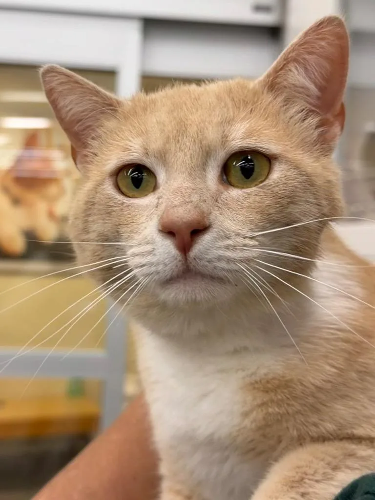 Creamsicle thumbnail 4