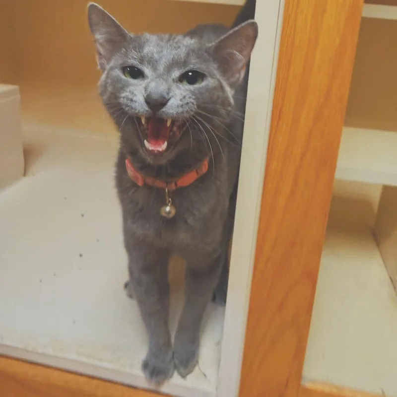 An adult medium-sized female Gray / Blue / Silver Domestic Short Hair cat named Scout for adoption in Hays, KS