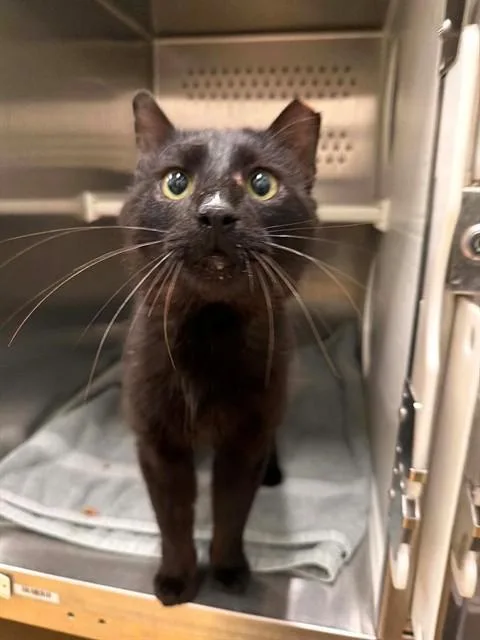 A young medium-sized male Domestic Short Hair cat named Miles for adoption in Saint Peters, MO