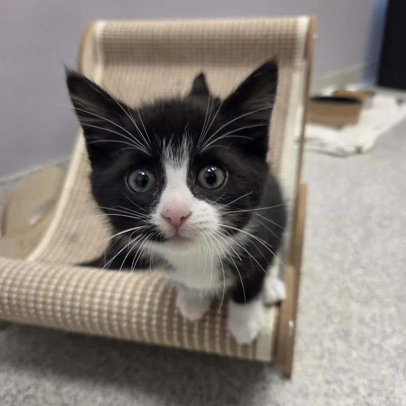 A baby medium-sized male Domestic Short Hair cat named Mohawk for adoption in Cooperstown, NY
