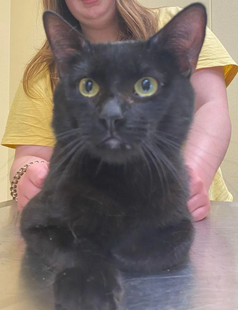 An adult medium-sized male Black Domestic Short Hair cat named Sebastian for adoption in Burton, MI