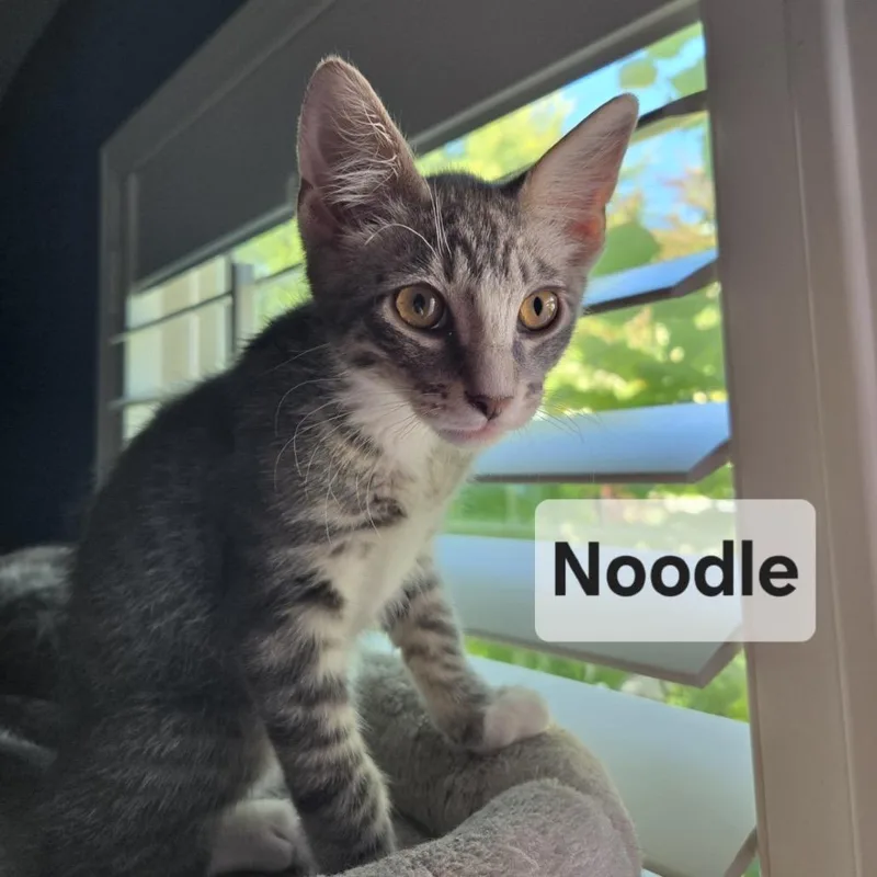 A baby small-sized male Gray / Blue / Silver Domestic Short Hair cat named Noodle for adoption in Westminster, CA