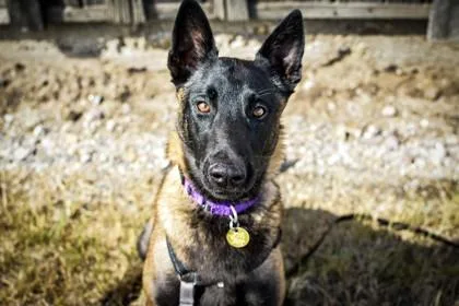A young medium-sized female Belgian Shepherd / Malinois dog named Ariel for adoption in Missoula, MT