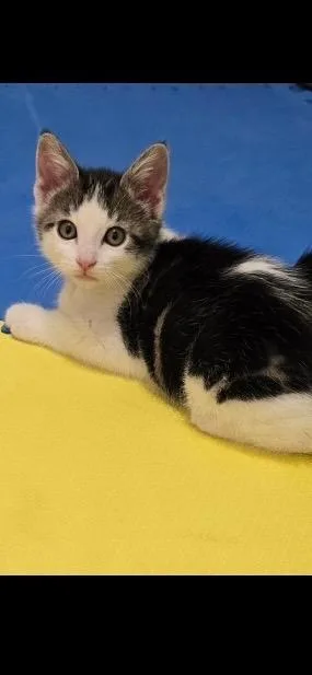 A baby small-sized male Domestic Short Hair cat named Potter for adoption in Ogden, UT