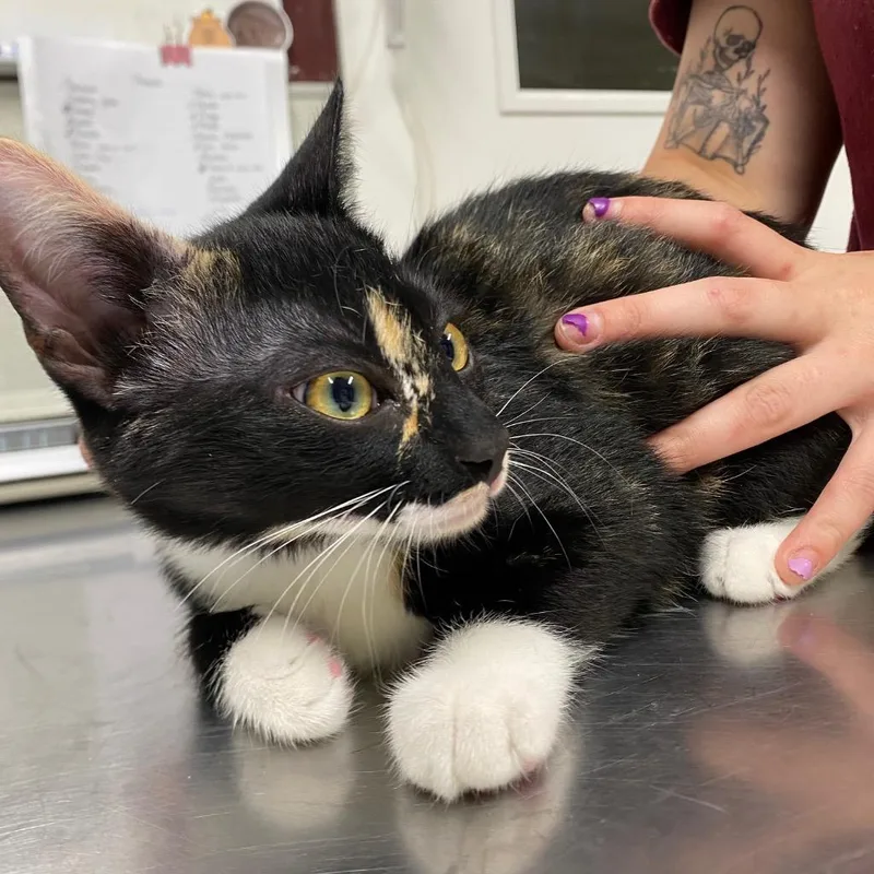 A baby medium-sized female Domestic Short Hair cat named Brittany for adoption in Fall River, MA