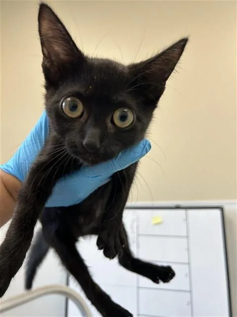 A baby small-sized female Domestic Short Hair cat named Ayana for adoption in San Antonio, TX