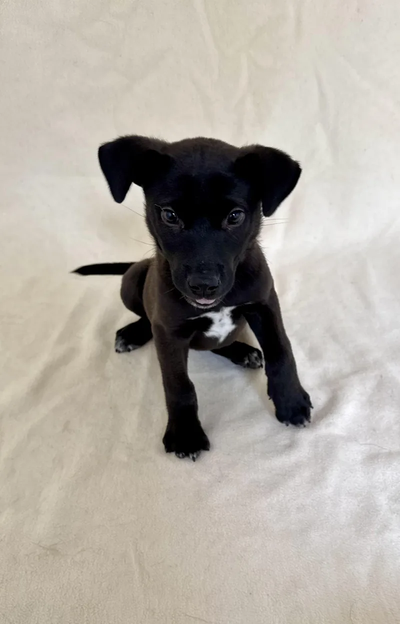 A young medium-sized male Labrador Retriever dog named Carl for adoption in Buffalo, MN