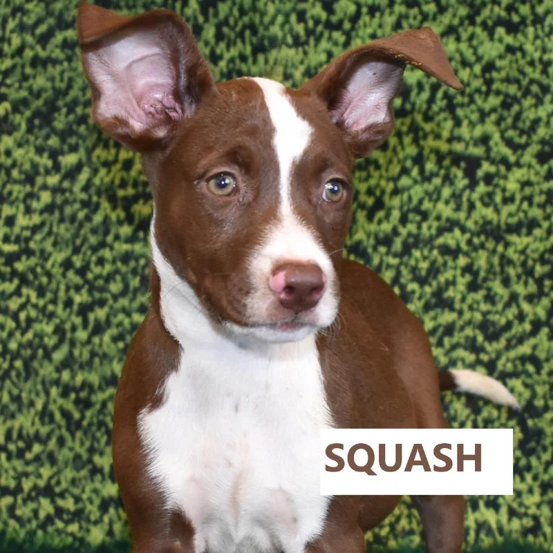 Squash thumbnail 3