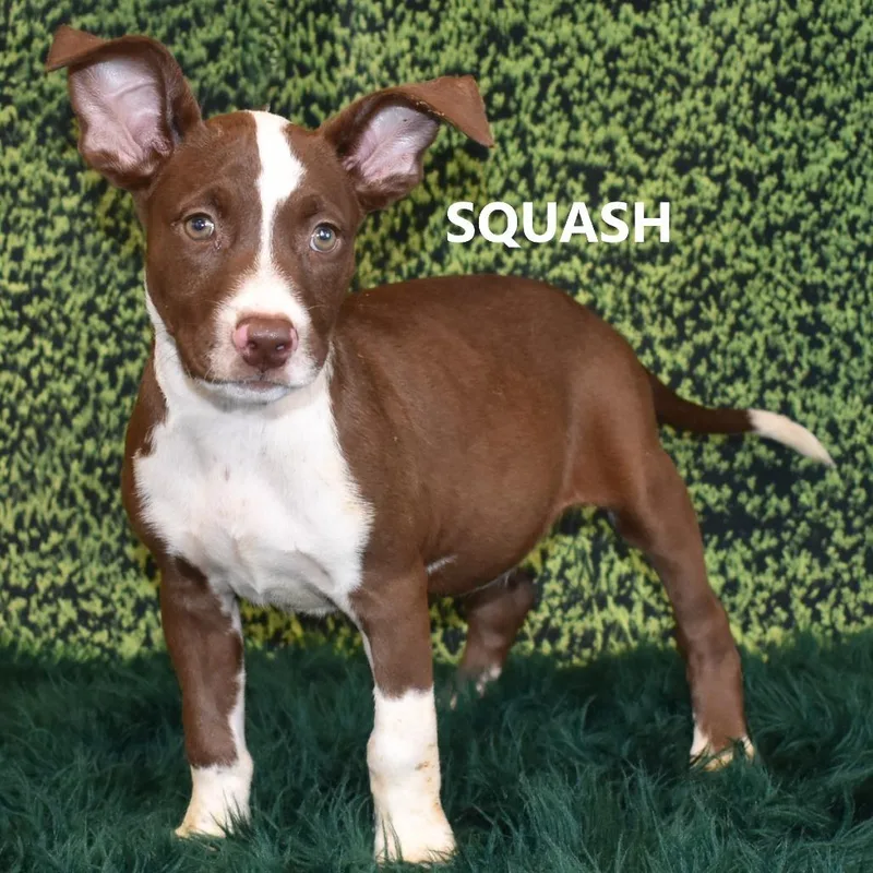 Squash thumbnail 4