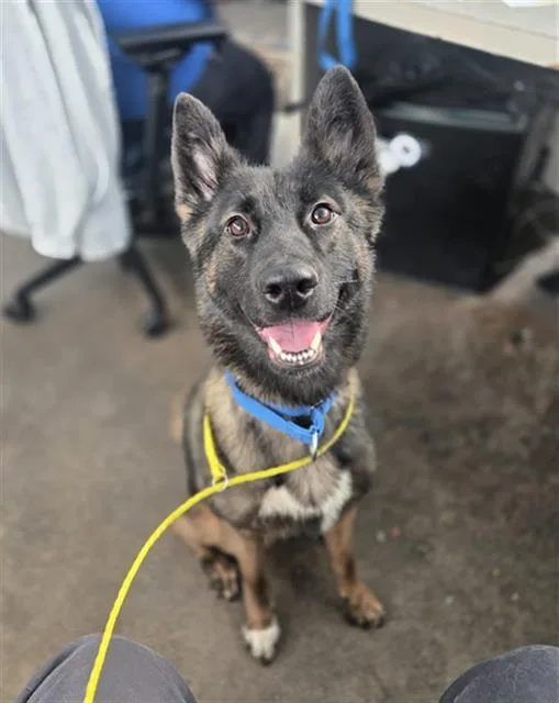 An adult large-sized female Mixed Breed dog named Mama for adoption in Dallas, TX