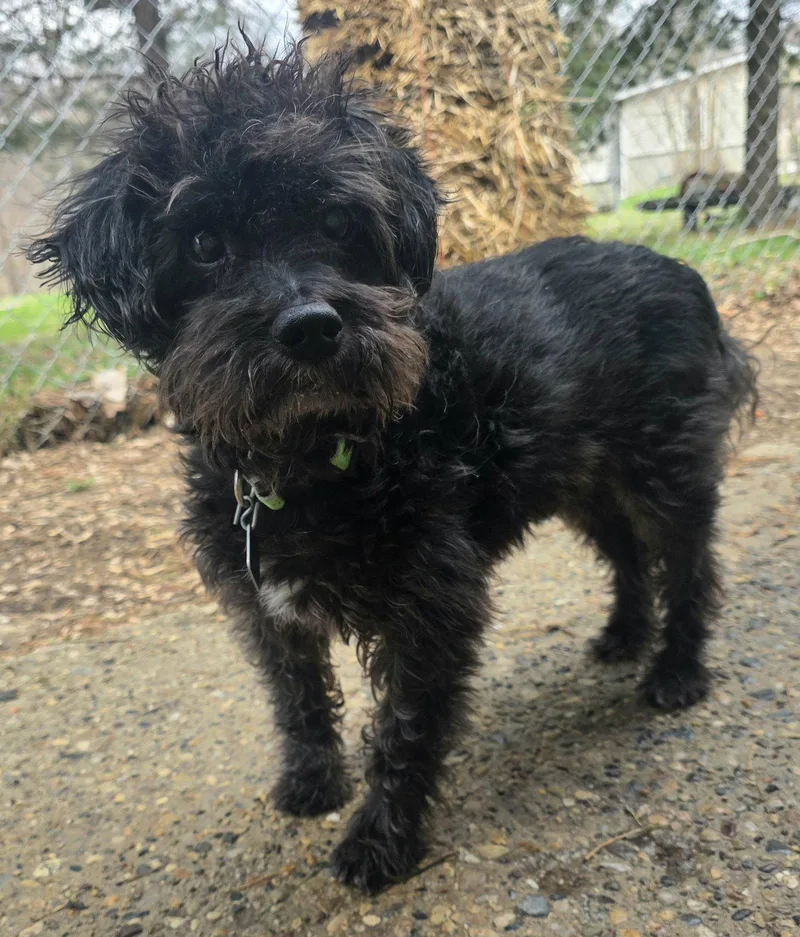 A senior small-sized male Poodle dog named Ameilo for adoption in Oxford, MI