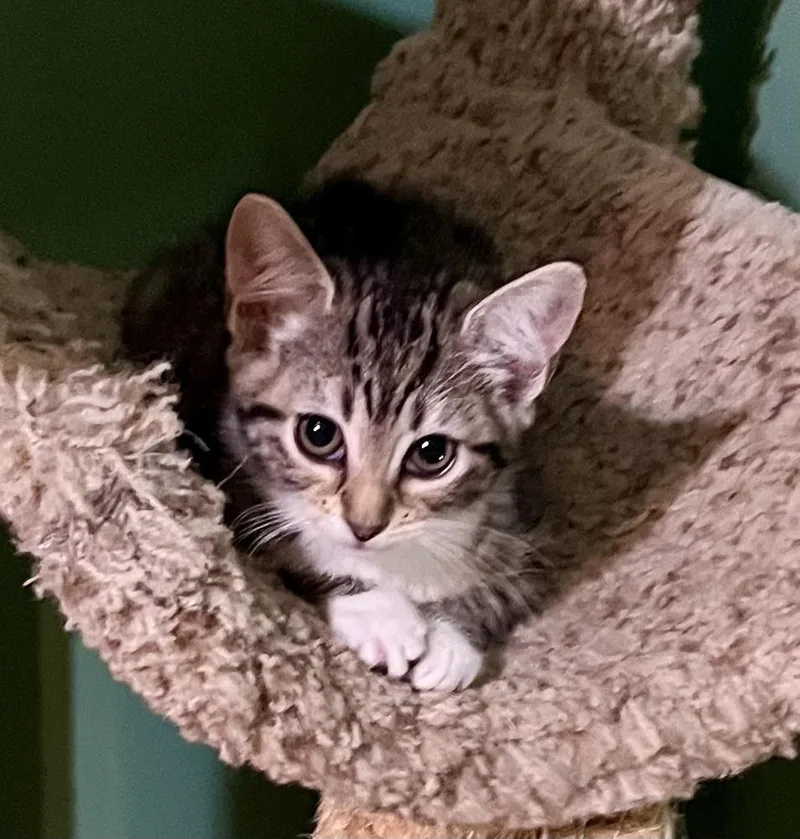 A baby small-sized female Gray / Blue / Silver Domestic Short Hair cat named Magenta for adoption in Jackson, GA