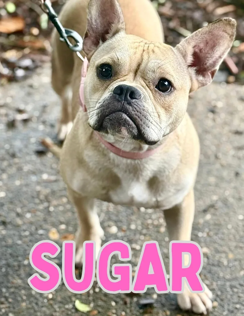 Sugar