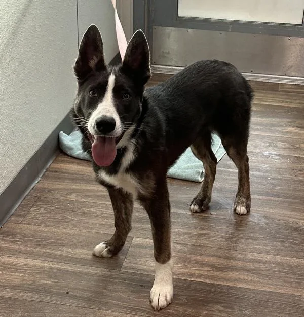 A young medium-sized female English Shepherd dog named Peach for adoption in San Diego, CA