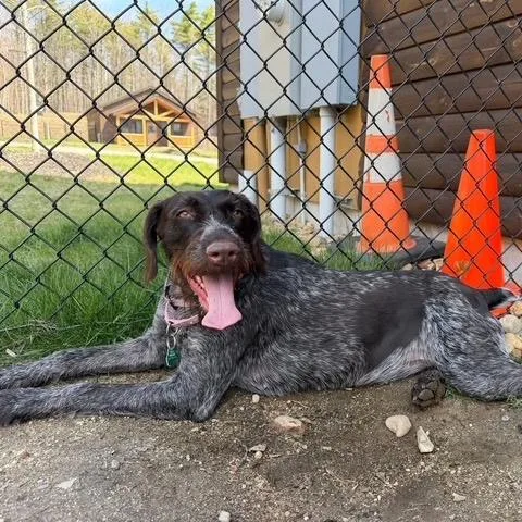 An adult small-sized female Brown / Chocolate German Wirehaired Pointer dog named Iris for adoption in Santa Rosa, CA