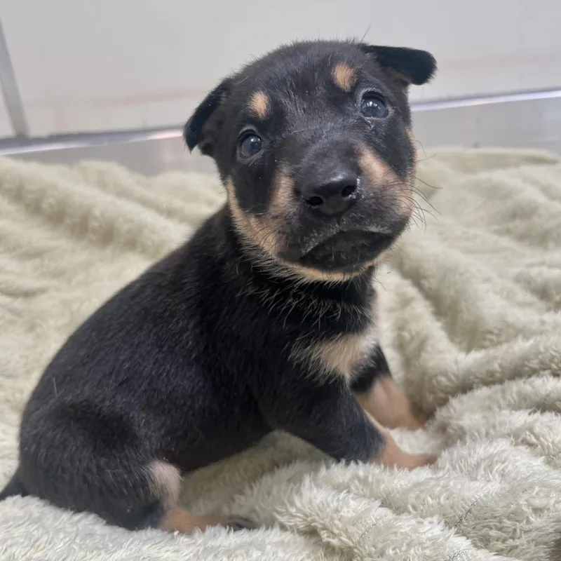 A baby medium-sized female Black Rottweiler dog named Yzma for adoption in Murray, UT