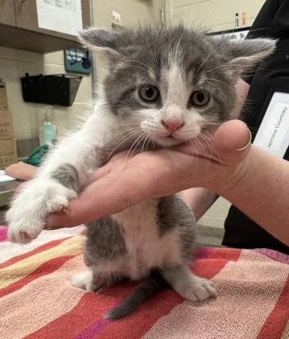 A baby small-sized male Domestic Short Hair cat named Harbor for adoption in Fishers, IN