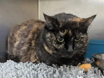 An adult large-sized female Tortoiseshell Domestic Short Hair cat named Baby for adoption in Jackson, GA