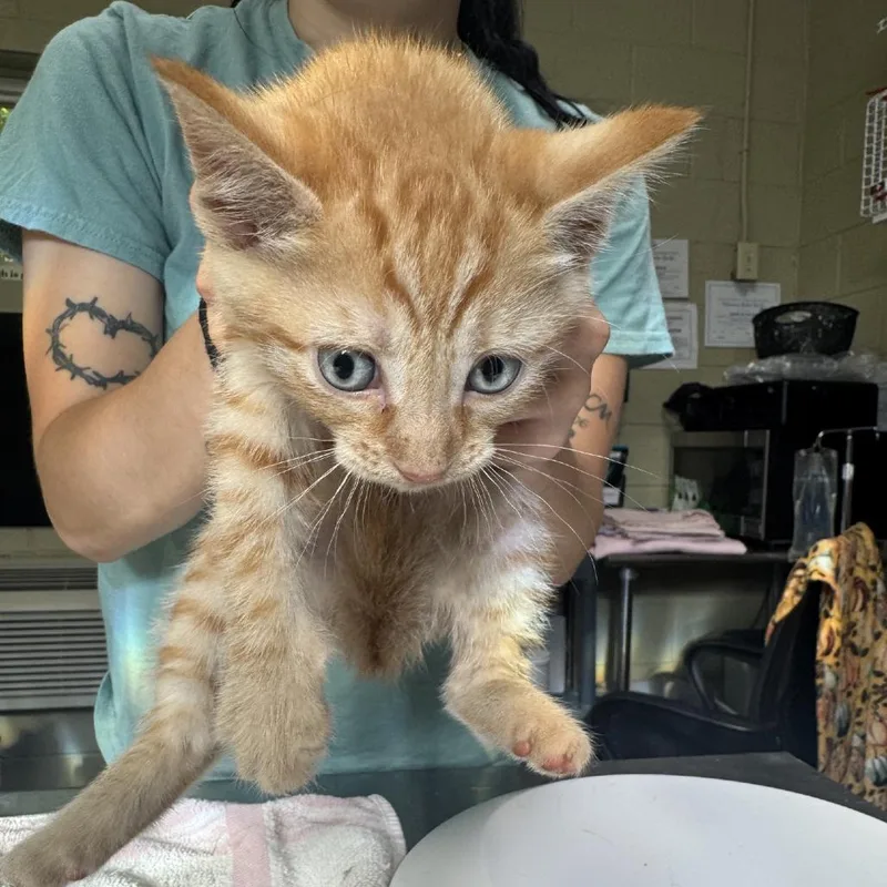 A baby small-sized male Orange / Red Domestic Short Hair cat named Tig for adoption in Columbus, NC