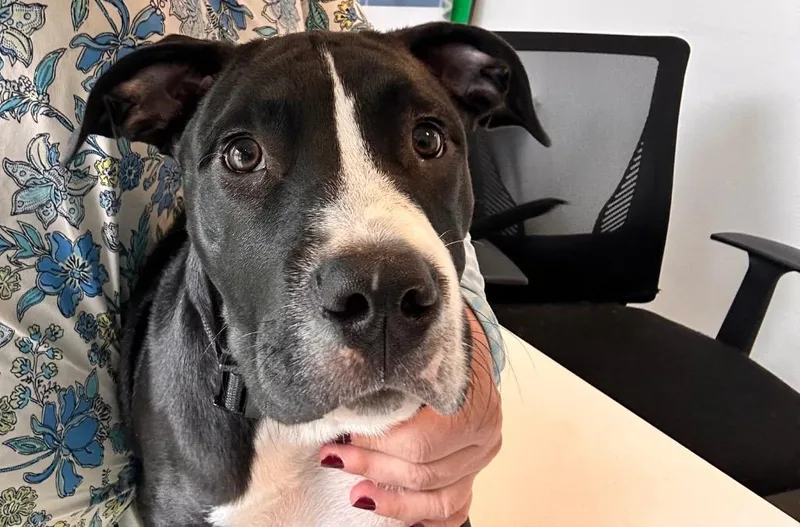 A baby medium-sized male American Staffordshire Terrier dog named Huckleberry for adoption in Newcastle, OK