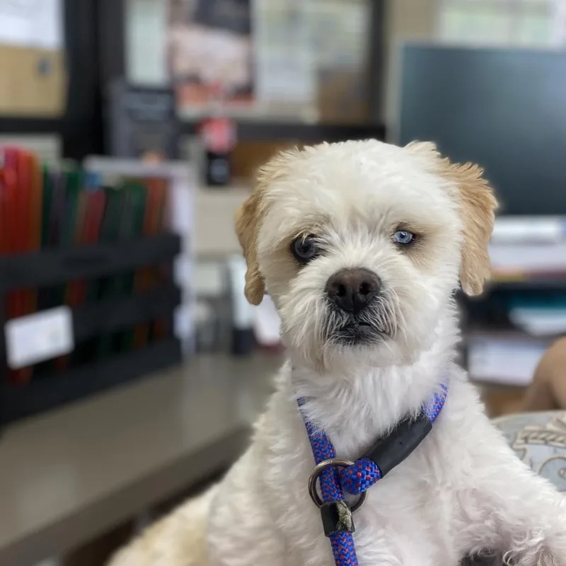 An adult small-sized male White / Cream Shih Tzu dog named Corn Flake for adoption in Caryville, TN