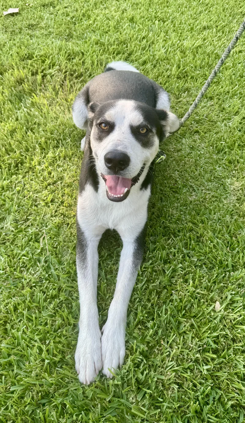 Rac The Racoony Pup thumbnail 3