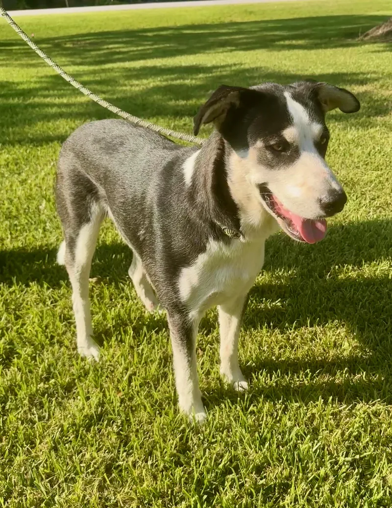 Rac The Racoony Pup thumbnail 5