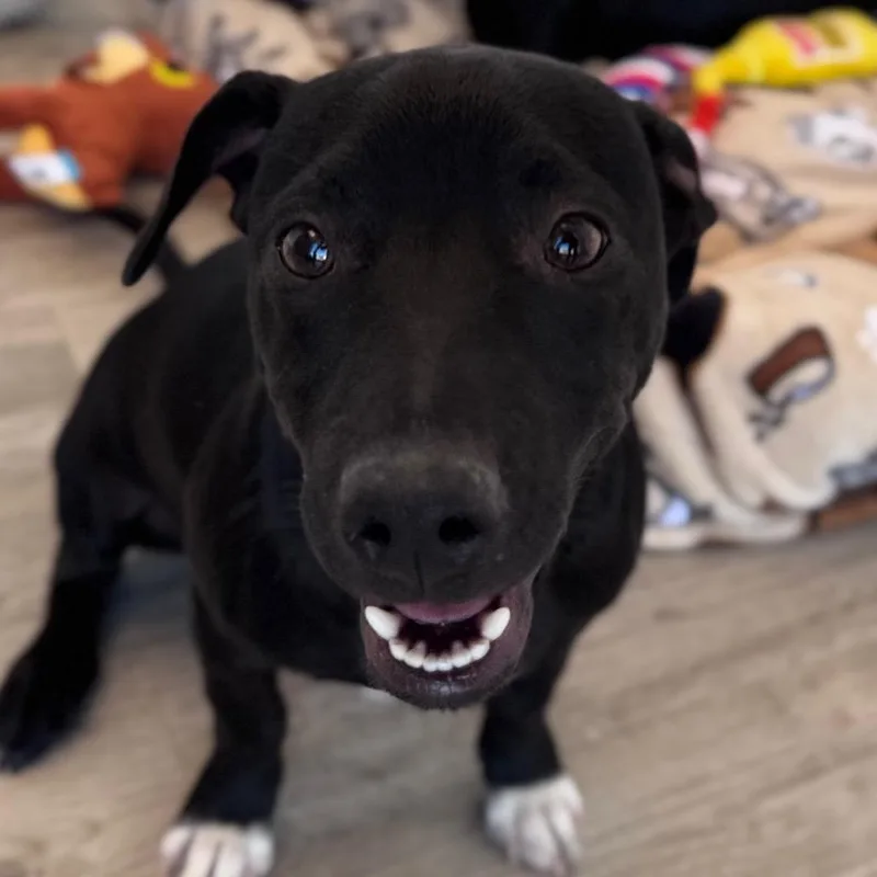 A young medium-sized male Black Terrier dog named Timothy for adoption in Green Bay, WI
