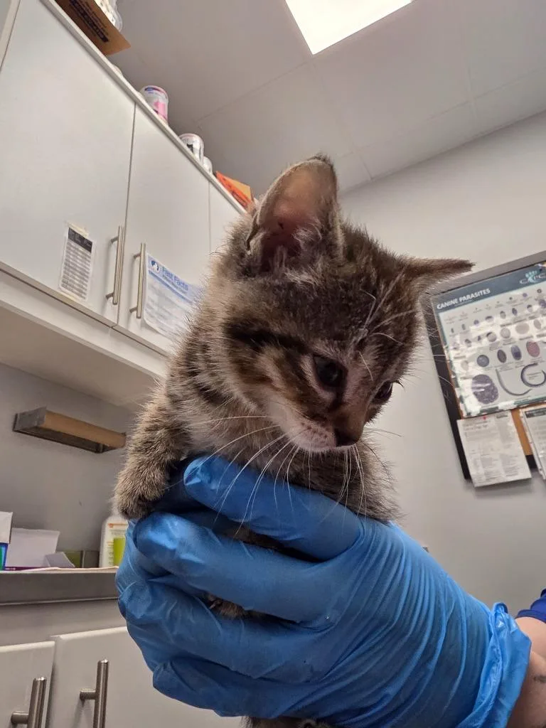 A baby small-sized female Domestic Short Hair cat named Faline for adoption in Angola, IN