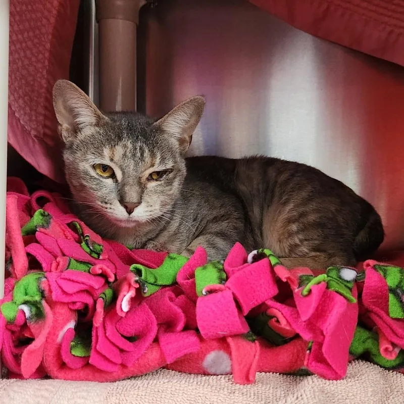 An adult medium-sized female Domestic Short Hair cat named Shale for adoption in Grand Rapids, MI