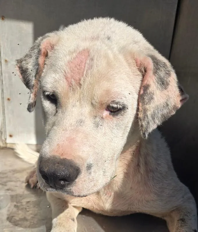 An adult medium-sized female White / Cream American Bulldog dog named Twinkle for adoption in Mobile, AL