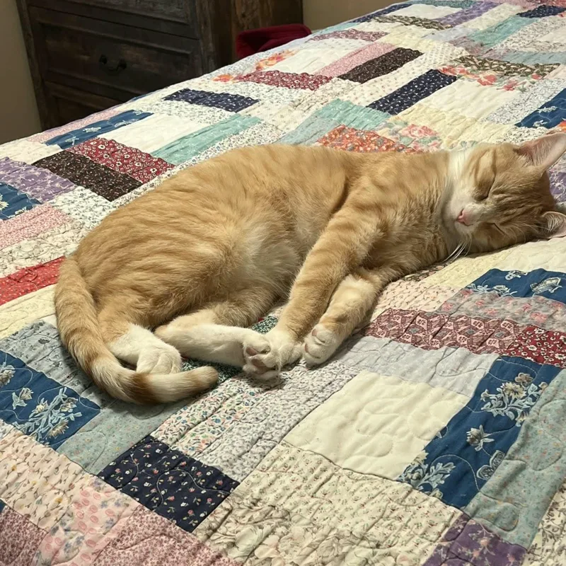 A young medium-sized male White Domestic Short Hair cat named Henry for adoption in Odenton, MD