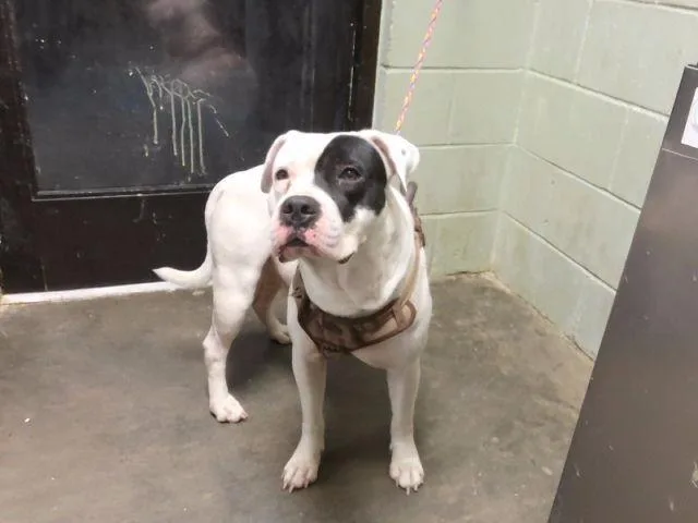 A young medium-sized male Pit Bull Terrier dog named Fum for adoption in Tulsa, OK
