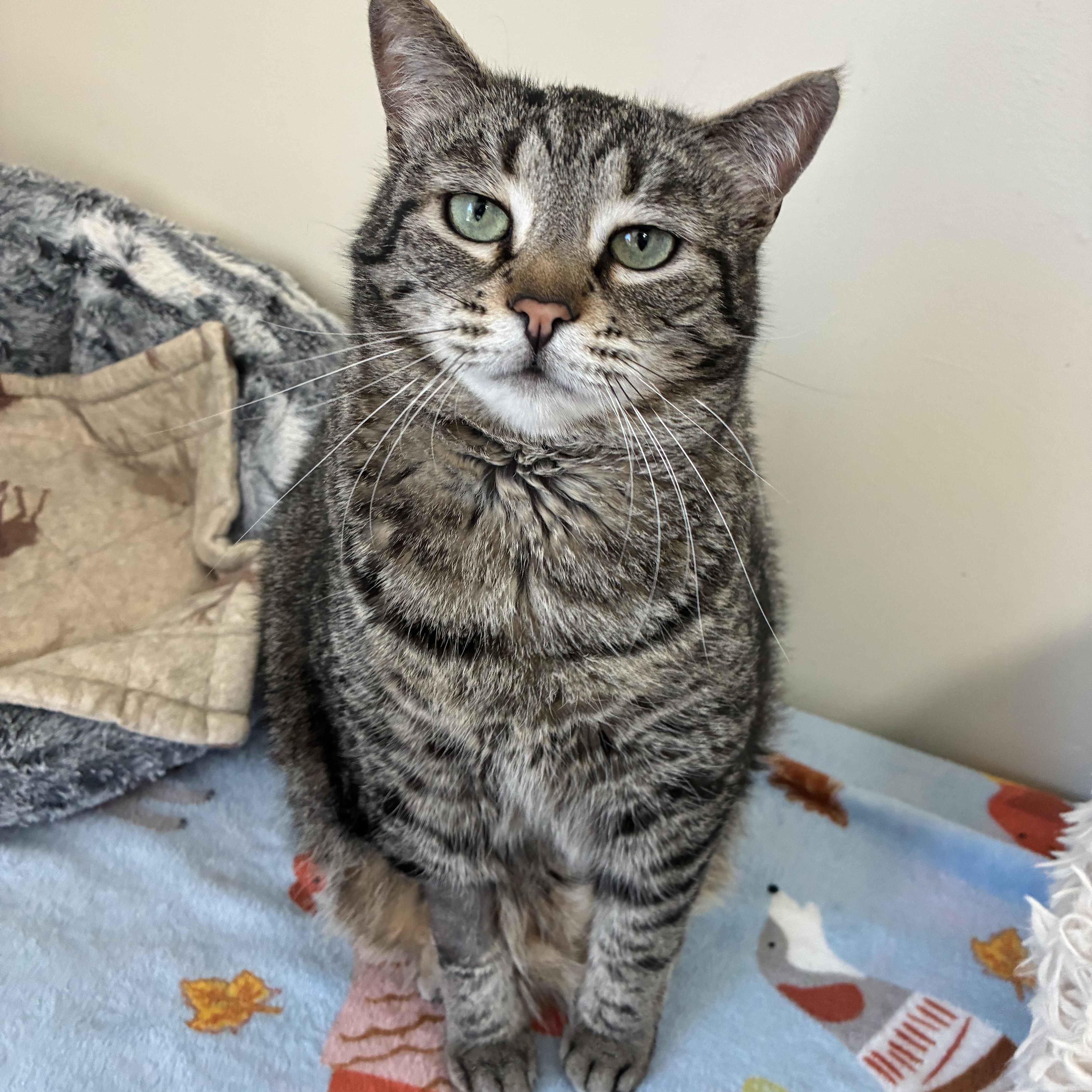 An adult medium-sized female Tabby (Tiger Striped) Domestic Short Hair cat named Jewel for adoption in Breinigsville, PA