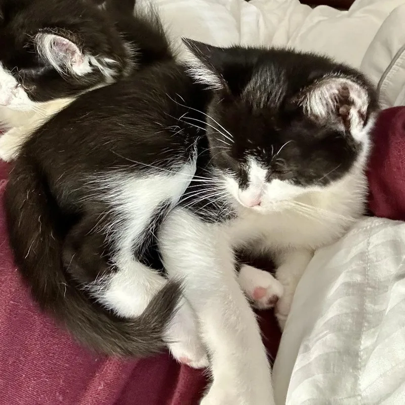 A baby small-sized female Domestic Short Hair cat named Baby Spice for adoption in Saugerties, NY