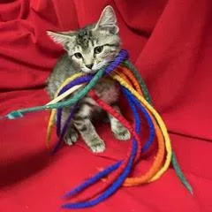 A baby medium-sized female Tabby (Gray / Blue / Silver) Tabby cat named Lansing for adoption in Green Valley, AZ