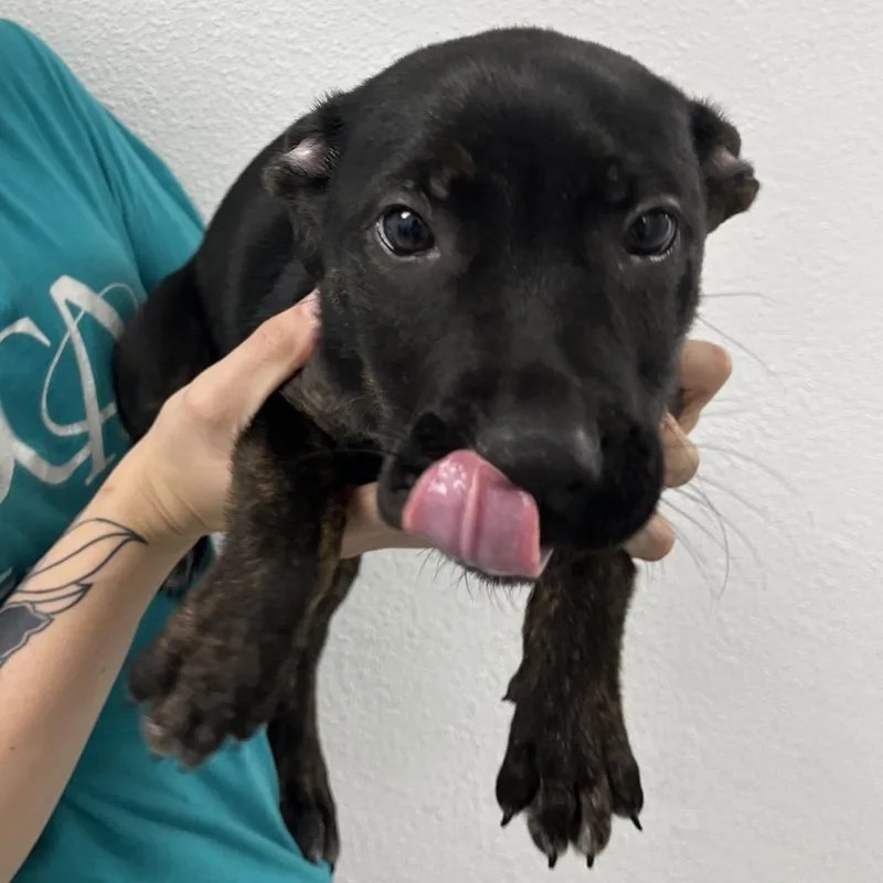 A baby small-sized female Black German Shepherd Dog dog named Spatzle for adoption in Lakeland, FL