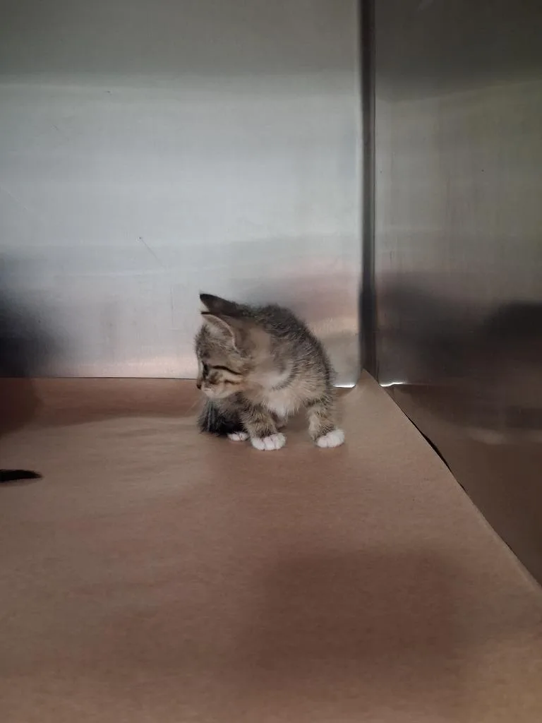 A baby small-sized male Domestic Short Hair cat named Tibbs for adoption in Cartersville , GA