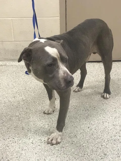 An adult large-sized male Pit Bull Terrier dog named Tommy for adoption in Conroe, TX