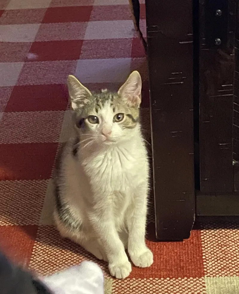 A baby medium-sized male Tabby (Orange / Red) Domestic Short Hair cat named Simba and Milo for adoption in Clayton, NJ